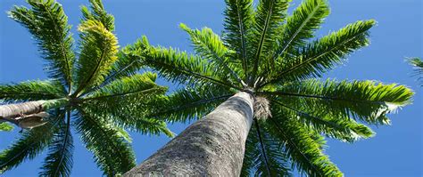 4 Fastest Growing Palm Trees In South Florida Tims Tree Service Blog