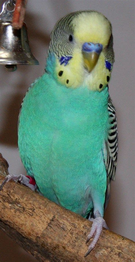 Budgie Parakeet Colors Varieties Mutations Genetics Parakeet