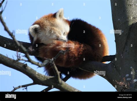 Red Panda Sleeping On Branch In Tree Stock Photo Alamy