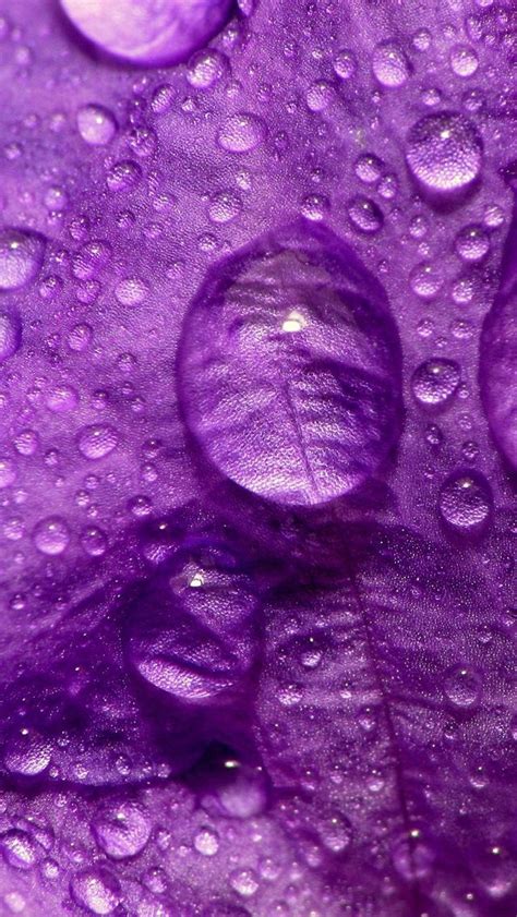 Purple Flowers Purple Flower Close Up Iphone 5s Wallpaper Download