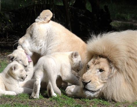 Foto Do Dia Filhotes De Leão Branco Brincam Com Seus Pais Em Zoológico