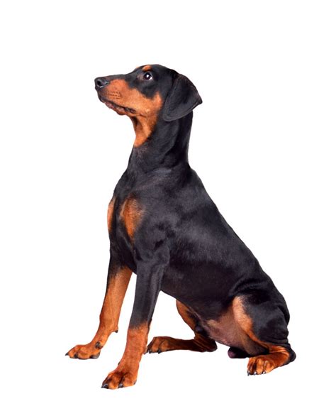 Paul klein | letzte aktualisierung: Dobermann Wachstum - Größe und Gewicht (mit Tabellen und ...