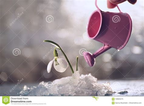 A Flower Of A Snowdrop In Melting Snow Stock Image Image