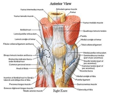 Anterior Aspect Of The Knee Netter Anatomia Humana Anatomia