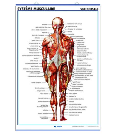 Le Muscle Mollet Anatomie Et Musculation Etirement Mollet Muscler My