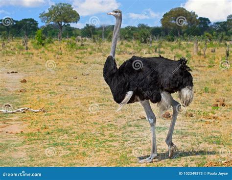 Male Ostrich Struthio Camelus Standing On The African Plains In Hwange