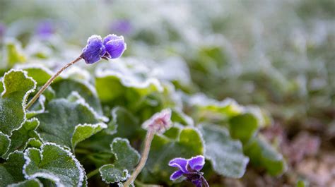 What To Grow In Winter 45 Plants Perfect For Winter Gardening