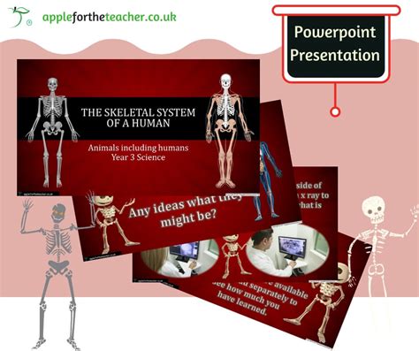 The Skeletal System Of A Human Powerpoint Presentation Apple For The