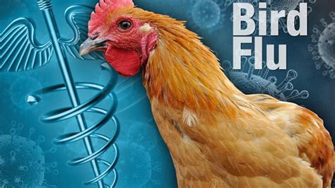 Bird Flu Introduction Symptoms Causes Risk Factors And Prevention Daneelyunus