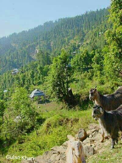 Fantastic Beauty Of Greenish View Of Rawalakot Valley Azad Kashmir