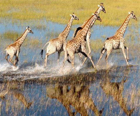 Botswana Best Africa Safari Safari Tours And Adventure