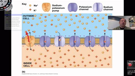 Cell Membrane Potential Functions Functions And Diagram