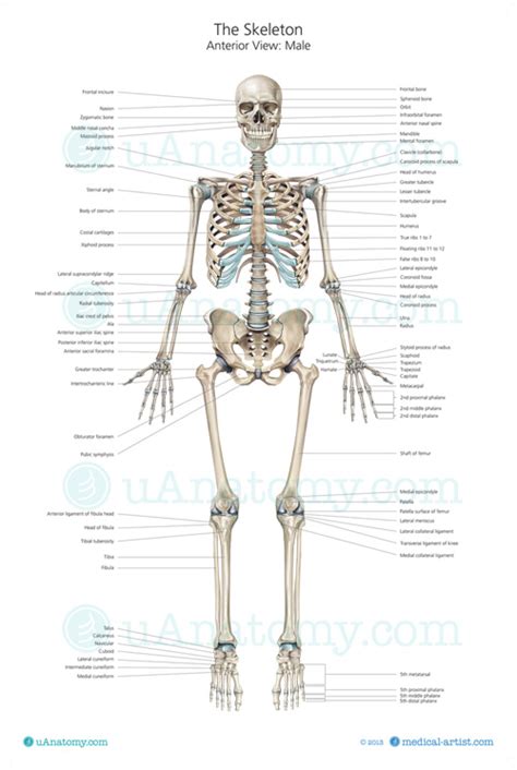 The human body different organs can work together to perform a common function, like how the parts of your digestive system break down food. Human Skeleton Anatomy Chart | Human Anatomy Poster - Skeleton