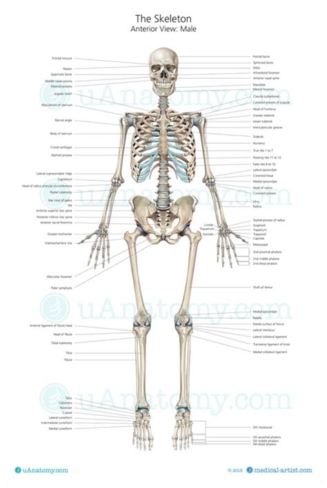 We could no longer move our body without bones. Skeleton Anatomy Posters | uAnatomy.com
