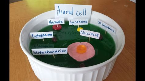 How To Make Jello Animal Cell Model Science Biology Homeschooling