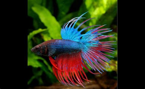 How To Keep A Betta Fish Alive Vang Bettas