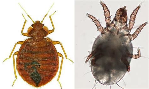 Dust Mite Vs Bed Bug 6 Foolproof Ways To Tell The Difference