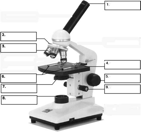 Microscope Unlabelled Diagram Micropedia Hot Sex Picture
