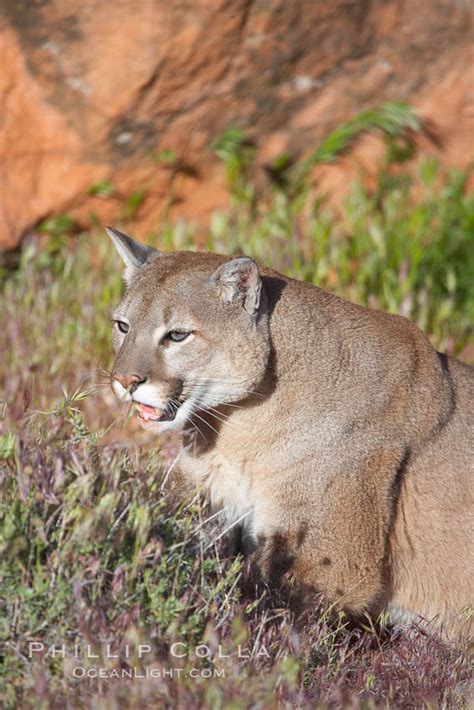 Mountain Lion Puma Concolor 12345 Natural History Photography