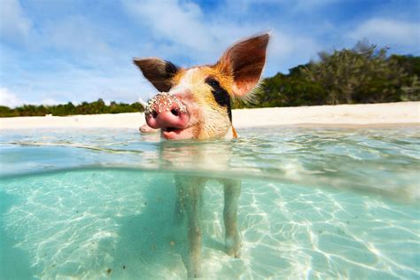 Explore whittier like a local. The Best Things to Do in the Bahamas