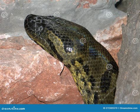 Anaconda Eunectes Murinus Foto De Stock Imagem De América 272305570