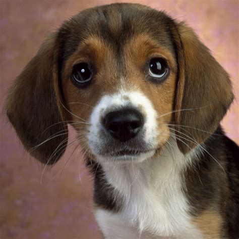 The Dog In World Beagle Dogs