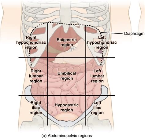Anatomy Quadrants The Abdominal Quadrants Regions Organs