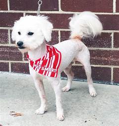 The Best Pet Adoption Event In Griffin Ga Humane Society Griffin Ga