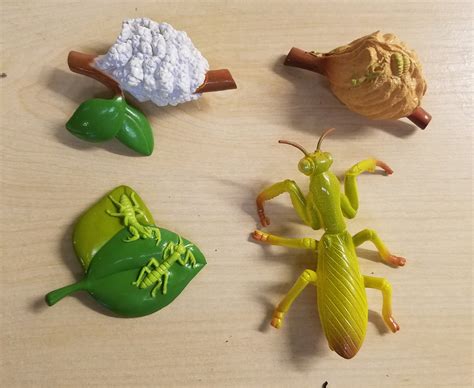 Life Cycle Of A Praying Mantis Insect Lore Animal Toy Blog