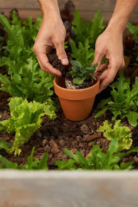 You can grow your own mushrooms in your own spent coffee grounds but it's quite tricky. 10 Clever Uses for Coffee Grounds - Ways to Recycle Used ...