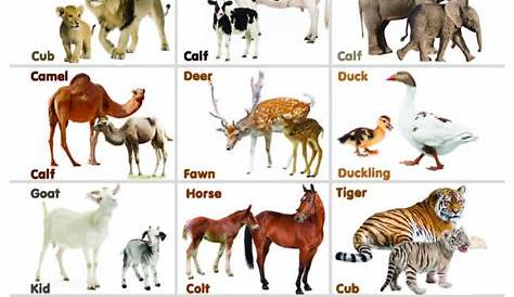 Baby Animals Chart For Kids - bmp-power