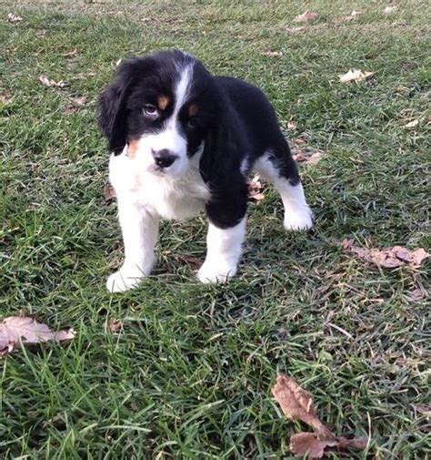 Beagle lab mix puppies picture. English Springer Spaniel Puppies For Sale | Green Bay, WI ...
