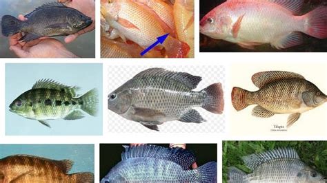 Jenis Jenis Ikan - Kareemcxt