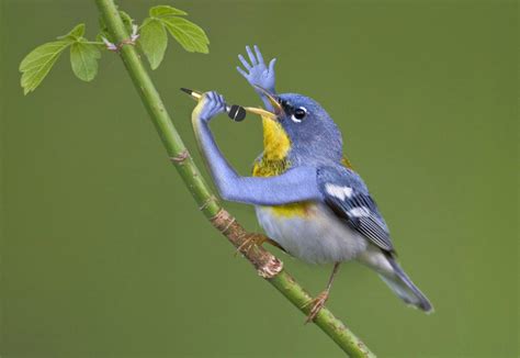 Birds With Arms Because Internet Huffpost