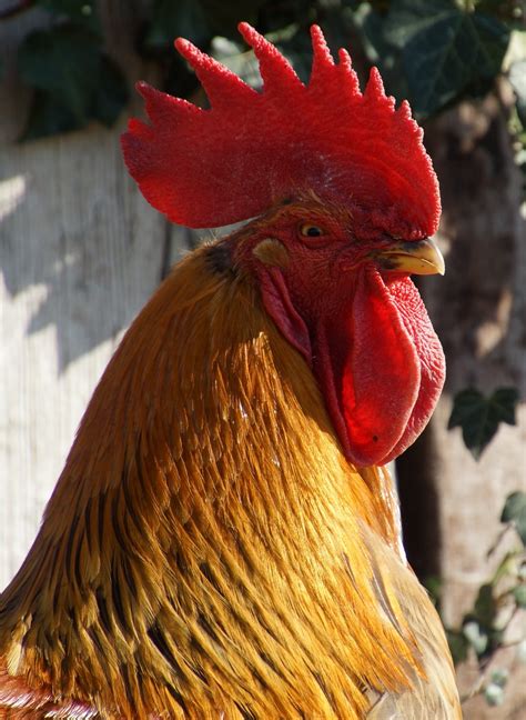 Free Images Bird Farm Red Beak Fowl Fauna Rooster Poultry