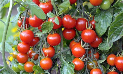 Tips For Tasty Tomato Crops Daltons
