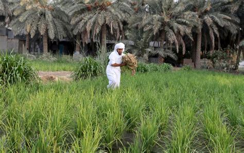 Pictures Rice Farming In Saudi Arabia News Photos Gulf News