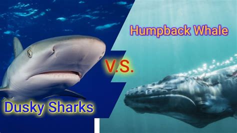 Dusky Sharks Vs Humpback Whale Youtube