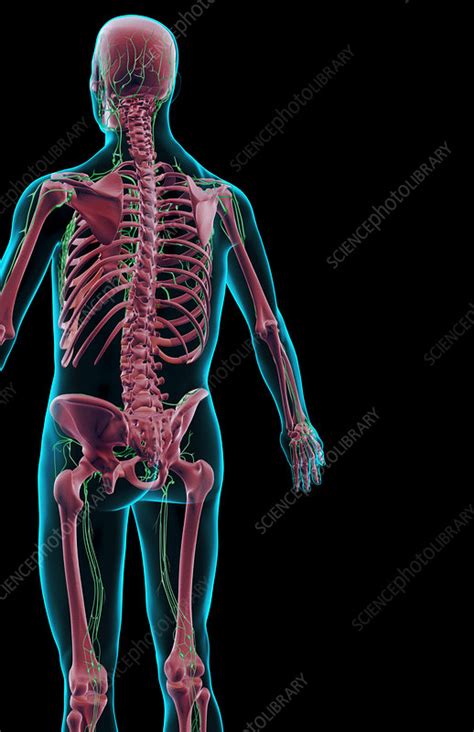 The Lymph Supply Of The Upper Body Stock Image F0014380 Science