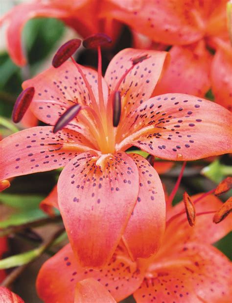 Tiger Lilies Red Life Tesselaar Lily Flower Tiger Lily Lily
