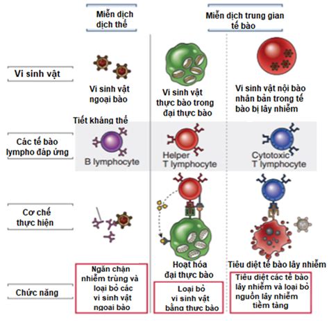 Miễn dịch qua trung gian tế bào