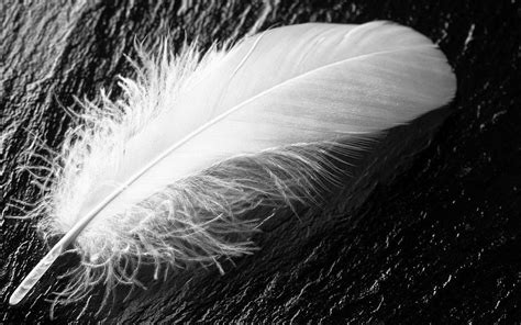 7 Signs Your Guardian Angel Is Trying To Contact You Finding A White Feather White Feather