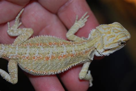 Hypo Pastel X Us White Hypo Bearded Dragons Birmingham