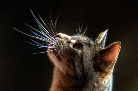 Each whisker has a set of muscles, which cutting off a cat's whiskers means depriving them of a sensory organ which is very important to them. What Roles do Cat Whiskers Play?