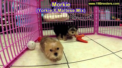 Find a morkie on gumtree, the #1 site for dogs & puppies for sale classifieds ads in the uk. Morkie, Puppies, For, Sale, In, Lansing, Michigan, MI ...