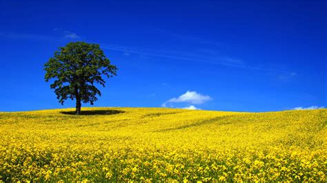 배경 화면 경치 언덕 잔디 하늘 들 노랑 봄 마운트 풍경 유채 꽃 나무 목초지 식물 독일 목장 랩