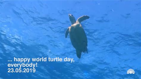 Khaderbai Kha Wabunga Happy World Turtle Day 2019 Youtube