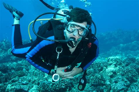 Maui Shark Diving - Swimming with Sharks in Maui | WildVoice