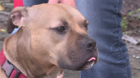 Pit Bull Rescued From Dog Fighting Ring Becomes Police K9