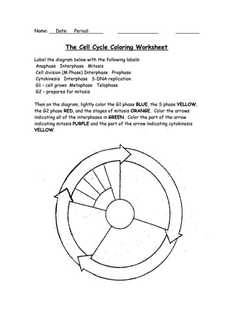 Cell Cycle Coloring Worksheet Answers